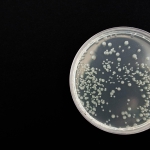 Een gigantische bacterie ontdekt!🧐