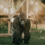 “Honderd Mannen vs. Gorilla: Wie Overleeft?”