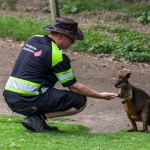 Een Kangoeroe in Nood